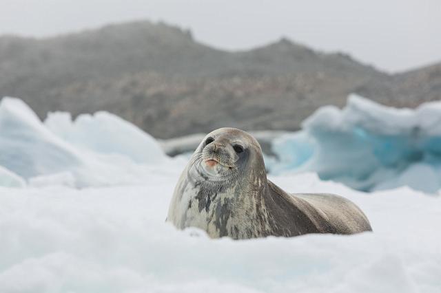 088 Antarctica, Hope Bay, weddellzeehond.jpg